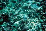Coral Reef, Solomon Islands, AAKV02P07_09.0378