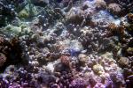Coral Reef, Solomon Islands, AAKV02P07_09