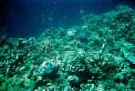 Coral Reef, Solomon Islands, AAKV02P07_11.0378
