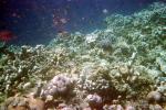 Coral Reef, Solomon Islands, AAKV02P07_11