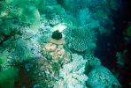 Coral Reef, Solomon Islands, AAKV02P07_13.0378