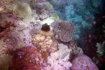 Coral Reef, Solomon Islands, AAKV02P07_13