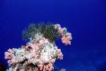 Coral Reef, Maldives, AAKV02P08_02