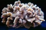 Cactus Coral, (Pavona decussata), AAKV02P08_18