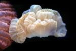 Fox Coral, (Nemenzophyllia turbida), AAKV02P08_19
