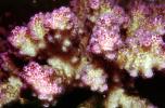 Rasberry Coral, Red Sea, AAKV02P10_09