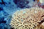 Staghorn Coral, Red Sea, AAKV02P10_14