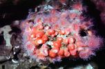 Strawberry Anemone, (Corynactis californica), Cnidaria, Anthozoa, Hexacorallia, Corallimorpharia, AAKV02P11_03