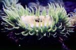 Giant Green Anemone (Anthopleyra  xanihogrammica), AAKV02P11_13