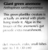 Giant Green Anemone (Anthopleyra  xanihogrammica), AAKV02P11_15