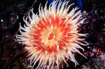 Fish-eating anemone (Tealia piscivora), AAKV02P11_17