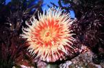 Fish-eating anemone, (Tealia piscivora), AAKV02P11_18