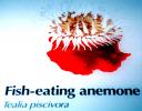 Fish-eating anemone (Tealia piscivora), AAKV02P11_19