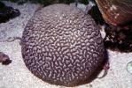 Brain Coral, Living Rock, AAKV02P12_06