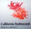 California hydrocoral, (Allopora californica), white-tipped, branching hydrocoral, Hydrozoa, Anthoathecata, Stylasteridae, AAKV02P12_13