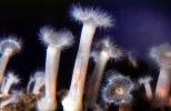 Plumose Anemone, Frilled Anemone, (Metridium farcimen), Actiniaria, Metridiidae, AAKV02P13_19