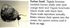 Turban Snail (Tegula funebralis)