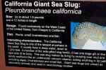 California Giant Sea Slug, Pleurobranchaea californica