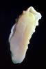 Sea Lemon, (Peltodoris nobilis), (Anisodoris nobilis), Doridoidea, Discodorididae, AALV01P02_05