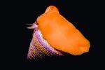 Jeweled Top Snail, (Calliostoma annulatum), Trochoidea, Calliostomatidae, Calliostomatinae, purple-ring topsnail, blue-ring topsnail, AALV01P02_10.4096