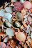 Shell, Abalone, Scallop, AALV01P02_14.4096