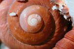 Shell, Snail, sea shell, spiral, seashell, Sea, Marine, AALV01P02_17.4096