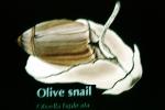 Olive Snail,  Olivella biplicata