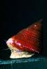 Jeweled Top Snail, (Calliostoma annulatum), Trochoidea, Calliostomatidae, Calliostomatinae, purple-ring topsnail, blue-ring topsnail, AALV01P03_03