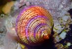 Jeweled Top Snail, (Calliostoma annulatum), Trochoidea, Calliostomatidae, Calliostomatinae, purple-ring topsnail, blue-ring topsnail, AALV01P03_04