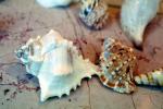 Sea Snail Shells, AALV01P03_15