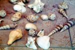 Sea Snail Shells, AALV01P03_16