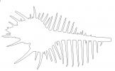 Venus comb murex outline, line drawing, (Murex pecten), Muricidae, large predatory sea snail, Seashell