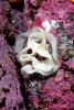 Salted Dorid Nudibranch, (Doriopsilla albopunctata), AALV01P05_01