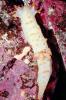 Sea-clown Nudibranch, (Triopha catalinae), Polyceroidea, Polyceridae, Triophinae