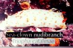 Sea-clown Nudibranch, (Triopha catalinae), Polyceroidea, Polyceridae, Triophinae, AALV01P06_13