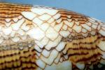 Textile Cone Snail, (Conus textile), Conoidea, Conidae, shell, predatory sea snail, venomous, poisonous, AALV01P06_18