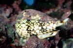 Marbled Cone Snail, (Conus marmoreus), Conoidea, Conidae, shell, predatory sea snail, venomous, poisonous, AALV01P07_04