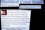 Marbled Cone Snail, (Conus marmoreus), Conoidea, Conidae, shell, predatory sea snail, venomous, poisonous