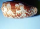 Geographic Cone Snail, (Conus geographus), Conoidea, Coninae, venomous, poisonous, AALV01P07_07