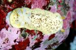 Sea Lemon, (Peltodoris nobilis), (Anisodoris nobilis), Doridoidea, Discodorididae, AALV01P07_13
