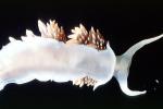 Opalescent Sea Slug, Nudibranch, (Hermissenda crassicornis), Aeolidioidea, Facelinidae, AALV01P07_17