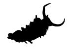 Opalescent Sea Slug silhouette, logo, Nudibranch, (Hermissenda crassicornis), Facelinidae, AALV01P07_19M
