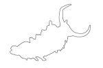 Opalescent Sea Slug outline, Nudibranch, (Hermissenda crassicornis), Facelinidae, Vector file available, line drawing, shape, AALV01P07_19O