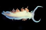 Opalescent Sea Slug, Nudibranch, (Hermissenda crassicornis), Aeolidioidea, Facelinidae, AALV01P08_01