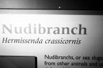 Opalescent Sea Slug, Nudibranch, (Hermissenda crassicornis), Aeolidioidea, Facelinidae, AALV01P08_08