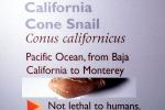 California Cone Snail, (Conus californicus), Conoidea, Conidae, Coninae, shell, predatory sea snail, venomous, poisonous, AALV01P08_13