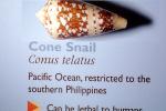 Cone Snail, (Conus tielatus), Conoidea, Conidae, Coninae, shell, venomous, poisonous