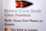 Brown Cone Snail, (Conus brunneus), Conoidea, Conidae, Coninae, shell, predatory sea snail, venomous, poisonous, AALV01P08_17