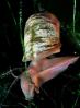 freshwater snail Ramshorn, shell, AALV01P09_06B