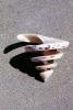 seashell, shell, spiral, Sea, Marine, sand, AALV01P09_07